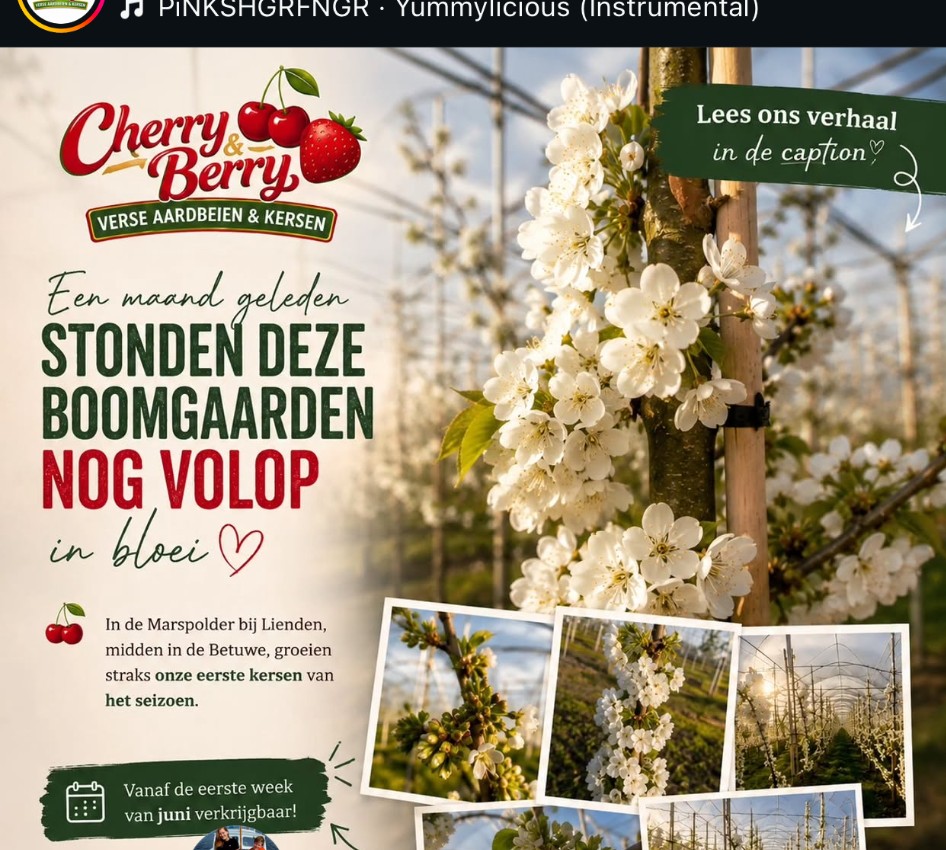 Boomgaard in de Marspolder, de streek waar de kersen van Cherry & Berry vandaan komen